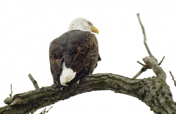 Bald eagle